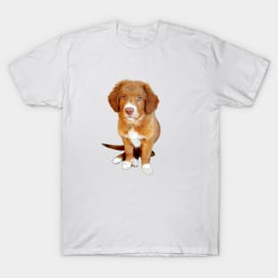 Nova scotia duck tolling retriever puppy dog T-Shirt